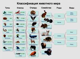 Классификация животных, слайд 34