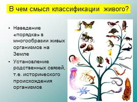 Классификация животных, слайд 35