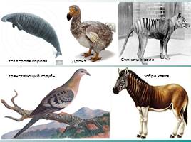 Классификация животных, слайд 47