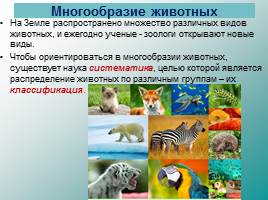 Классификация животных, слайд 6