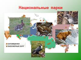 Классификация животных, слайд 60