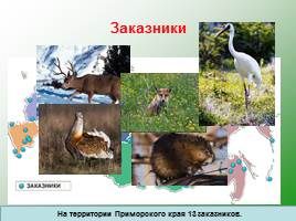 Классификация животных, слайд 63