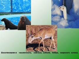 Классификация животных, слайд 64