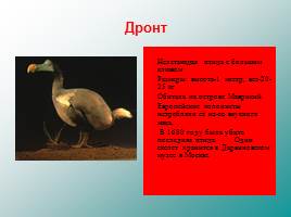 Классификация животных, слайд 73
