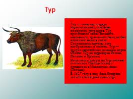 Классификация животных, слайд 74