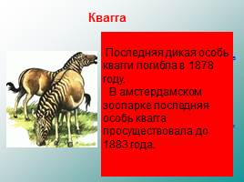 Классификация животных, слайд 75