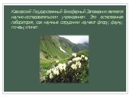Кавказский Государственный Биосферный Заповедник, слайд 17