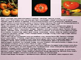 История происхождения овощей, слайд 10