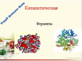 Белки – природные полимеры. Состав, строение и свойства белков., слайд 13