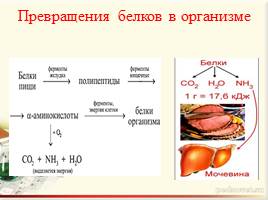 Белки – природные полимеры. Состав, строение и свойства белков., слайд 22