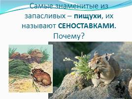 Зимние запасы животных, слайд 14