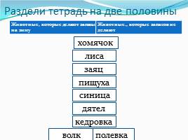 Зимние запасы животных, слайд 17