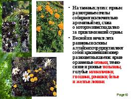 Растительный мир Алтайского края, слайд 10
