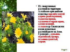 Растительный мир Алтайского края, слайд 11