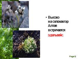 Растительный мир Алтайского края, слайд 12
