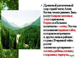 Растительный мир Алтайского края, слайд 4