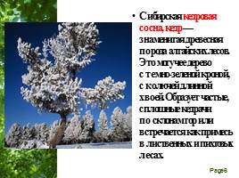 Растительный мир Алтайского края, слайд 6