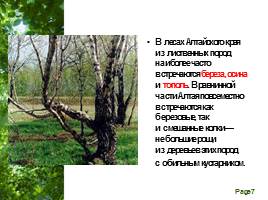 Растительный мир Алтайского края, слайд 7