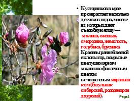 Растительный мир Алтайского края, слайд 8