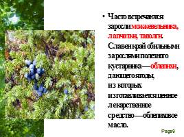 Растительный мир Алтайского края, слайд 9