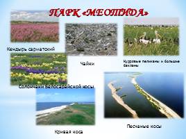 Удивительный мир природы Донбасса, слайд 16