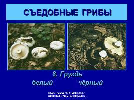 Съедобные и ядовитые грибы, слайд 10