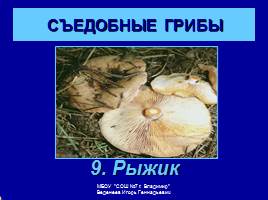 Съедобные и ядовитые грибы, слайд 11