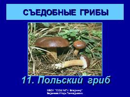 Съедобные и ядовитые грибы, слайд 13