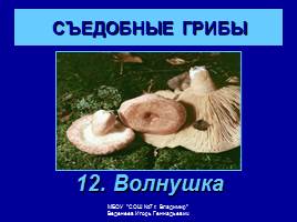 Съедобные и ядовитые грибы, слайд 14
