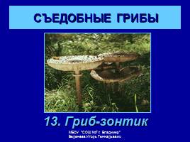 Съедобные и ядовитые грибы, слайд 15