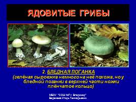 Съедобные и ядовитые грибы, слайд 17