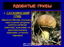 Съедобные и ядовитые грибы, слайд 18