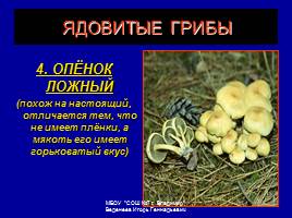 Съедобные и ядовитые грибы, слайд 19