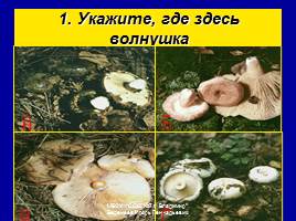 Съедобные и ядовитые грибы, слайд 22