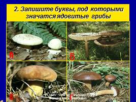 Съедобные и ядовитые грибы, слайд 23