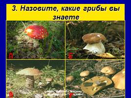 Съедобные и ядовитые грибы, слайд 24