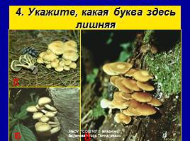 Съедобные и ядовитые грибы, слайд 25