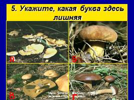 Съедобные и ядовитые грибы, слайд 26
