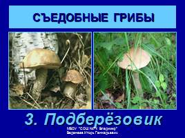 Съедобные и ядовитые грибы, слайд 5