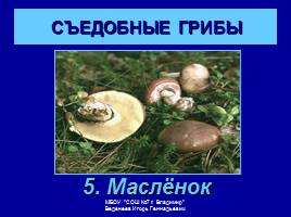 Съедобные и ядовитые грибы, слайд 7