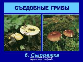 Съедобные и ядовитые грибы, слайд 8