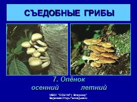 Съедобные и ядовитые грибы, слайд 9