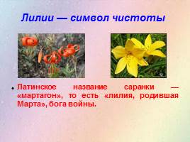 Урок по развитию речи «Лилия — цветок красоты», слайд 3