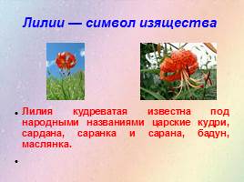 Урок по развитию речи «Лилия — цветок красоты», слайд 5