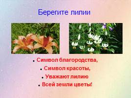 Урок по развитию речи «Лилия — цветок красоты», слайд 6