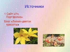 Урок по развитию речи «Лилия — цветок красоты», слайд 7