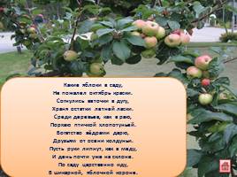 Стихи и загадки о яблоне и яблоках для детей, слайд 10