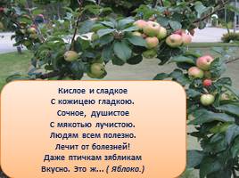 Стихи и загадки о яблоне и яблоках для детей, слайд 22