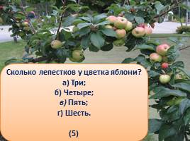 Викторина «Яблоки», слайд 10