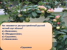 Викторина «Яблоки», слайд 11
